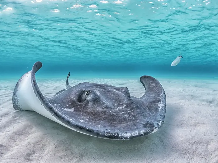 Framed Print : Southern Stingray (Dasyatis americana) at the sandbar in North Sound on Grand Cayman, Cayman Islands, British West Indies Framed Print : Southern Stingray (Dasyatis americana) at the sandbar in North Sound on Grand Cayman, Cayman Islands, British West Indies