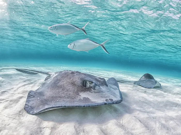 Framed Print : Southern Stingray (Dasyatis americana) at the sandbar in North Sound on Grand Cayman, Cayman Islands, British West Indies Framed Print : Southern Stingray (Dasyatis americana) at the sandbar in North Sound on Grand Cayman, Cayman Islands, British West Indies