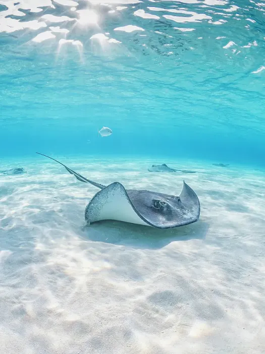Framed Print : Southern Stingray (Dasyatis americana) at the Stingray City sandbar on Grand Cayman, Cayman Islands, British West Indies Framed Print : Southern Stingray (Dasyatis americana) at the Stingray City sandbar on Grand Cayman, Cayman Islands, British West Indies
