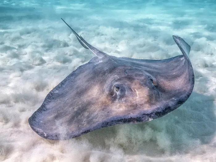 Framed Print : Southern Stingray (Dasyatis americana) at the Stingray City sandbar in North Sound on Grand Cayman, Cayman lsands, British West Indies Framed Print : Southern Stingray (Dasyatis americana) at the Stingray City sandbar in North Sound on Grand Cayman, Cayman lsands, British West Indies