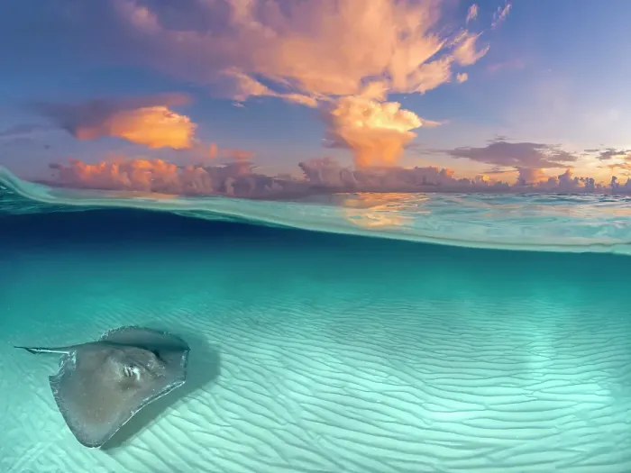 Framed Print : Southern Stingray (Dasyatis americana) at sunrise at the Stingray City sandbar on Grand Cayman, Cayman Islands, British West Indies Framed Print : Southern Stingray (Dasyatis americana) at sunrise at the Stingray City sandbar on Grand Cayman, Cayman Islands, British West Indies