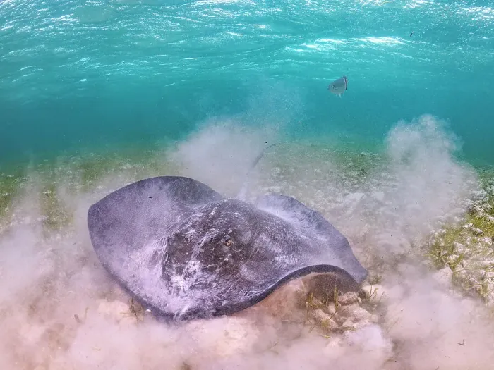 Framed Print : Southern Stingray (Hypanus americanus), Grand Cayman, Cayman Islands, British West Indies Framed Print : Southern Stingray (Hypanus americanus), Grand Cayman, Cayman Islands, British West Indies