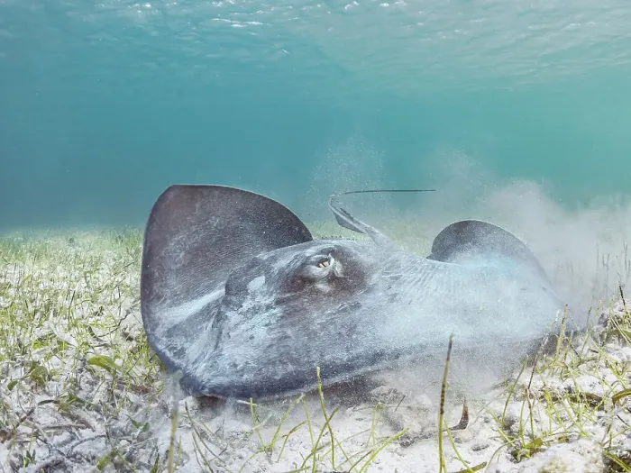 Framed Print : Southern Stingray (Hypanus americanus), Grand Cayman, Cayman Islands, BWI Framed Print : Southern Stingray (Hypanus americanus), Grand Cayman, Cayman Islands, BWI
