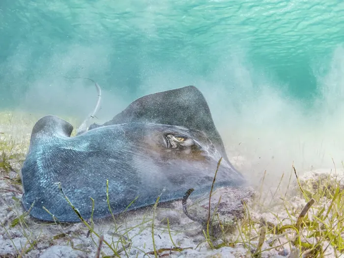 Framed Print : Southern Stingray (Hypanus americanus), Grand Cayman, Cayman Islands, BWI Framed Print : Southern Stingray (Hypanus americanus), Grand Cayman, Cayman Islands, BWI