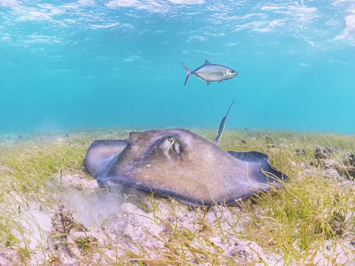Framed Print : Southern Stingray (Hypanus americanus), Grand Cayman, Cayman Islands, British West Indies Framed Print : Southern Stingray (Hypanus americanus), Grand Cayman, Cayman Islands, British West Indies