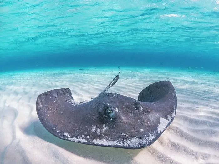 Framed Print : Southern Stingray (Hypanus americanus) at Stingray City in North Sound, Grand Cayman, Cayman Islands, British West Indies Framed Print : Southern Stingray (Hypanus americanus) at Stingray City in North Sound, Grand Cayman, Cayman Islands, British West Indies