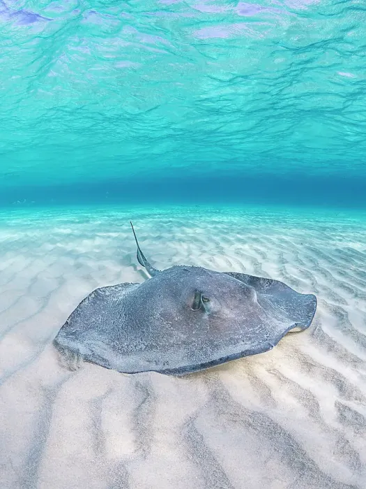 Framed Print : Southern Stingray (Hypanus americanus) at Stingray City in North Sound, Grand Cayman, Cayman Islands, British West Indies Framed Print : Southern Stingray (Hypanus americanus) at Stingray City in North Sound, Grand Cayman, Cayman Islands, British West Indies