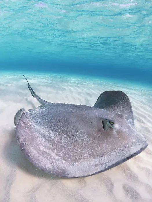 Framed Print : Southern Stingray (Hypanus americanus) at Stingray City in North Sound, Grand Cayman, Cayman Islands, British West Indies Framed Print : Southern Stingray (Hypanus americanus) at Stingray City in North Sound, Grand Cayman, Cayman Islands, British West Indies