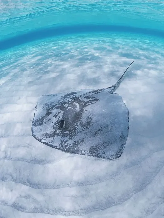 Framed Print : Southern Stingray (Hypanus americanus) at Stingray City in North Sound, Grand Cayman, Cayman Islands, British West Indies Framed Print : Southern Stingray (Hypanus americanus) at Stingray City in North Sound, Grand Cayman, Cayman Islands, British West Indies