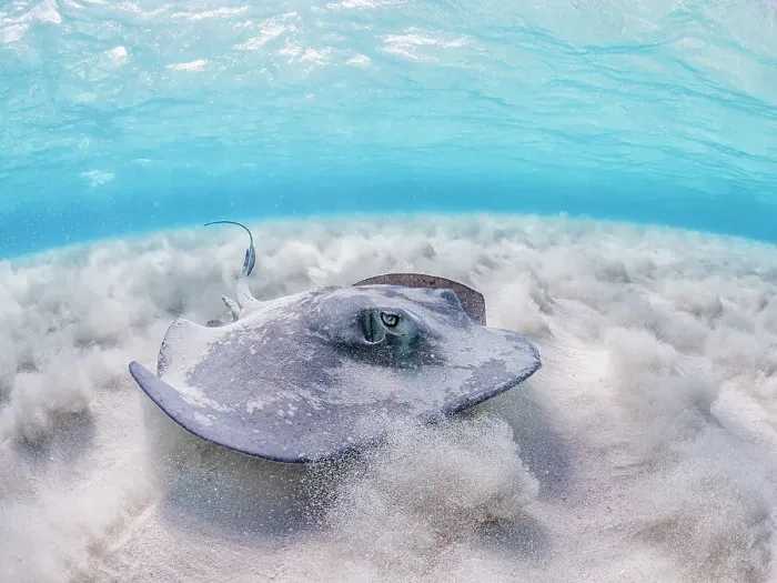 Framed Print : Southern Stingray (Hypanus americanus) at Stingray City in North Sound, Grand Cayman, Cayman Islands, British West Indies Framed Print : Southern Stingray (Hypanus americanus) at Stingray City in North Sound, Grand Cayman, Cayman Islands, British West Indies