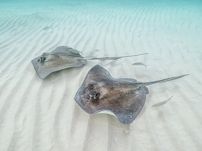 Framed Print : Southern Stingray (Hypanus americanus) at Stingray City in North Sound, Grand Cayman, Cayman Islands, British West Indies Framed Print : Southern Stingray (Hypanus americanus) at Stingray City in North Sound, Grand Cayman, Cayman Islands, British West Indies