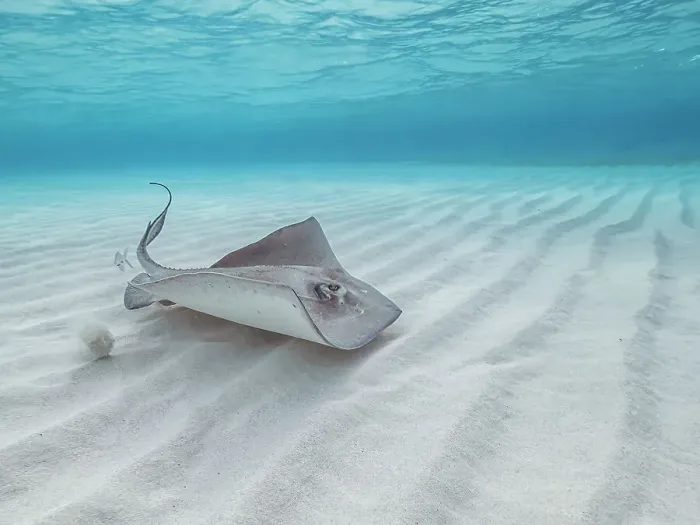 Framed Print : Southern Stingray (Hypanus americanus) at Stingray City in North Sound, Grand Cayman, Cayman Islands, British West Indies Framed Print : Southern Stingray (Hypanus americanus) at Stingray City in North Sound, Grand Cayman, Cayman Islands, British West Indies