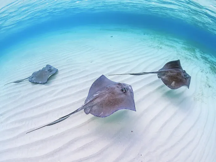 Framed Print : Southern Stingray (Hypanus americanus) at Stingray City in North Sound, Grand Cayman, Cayman Islands, British West Indies Framed Print : Southern Stingray (Hypanus americanus) at Stingray City in North Sound, Grand Cayman, Cayman Islands, British West Indies