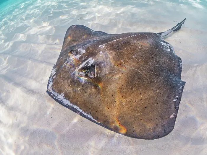 Framed Print : Southern Stingray (Hypanus americanus) at Stingray City in North Sound, Grand Cayman, Cayman Islands, British West Indies Framed Print : Southern Stingray (Hypanus americanus) at Stingray City in North Sound, Grand Cayman, Cayman Islands, British West Indies