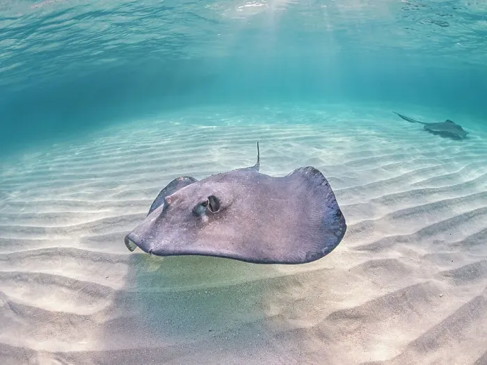 Framed Print : Southern Stingray (Hypanus americanus) at Stingray City in North Sound, Grand Cayman, Cayman Islands, British West Indies Framed Print : Southern Stingray (Hypanus americanus) at Stingray City in North Sound, Grand Cayman, Cayman Islands, British West Indies