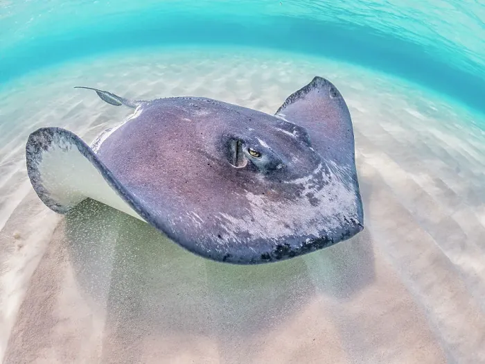 Framed Print : Southern Stingray (Hypanus americanus) at Stingray City in North Sound, Grand Cayman, Cayman Islands, British West Indies Framed Print : Southern Stingray (Hypanus americanus) at Stingray City in North Sound, Grand Cayman, Cayman Islands, British West Indies