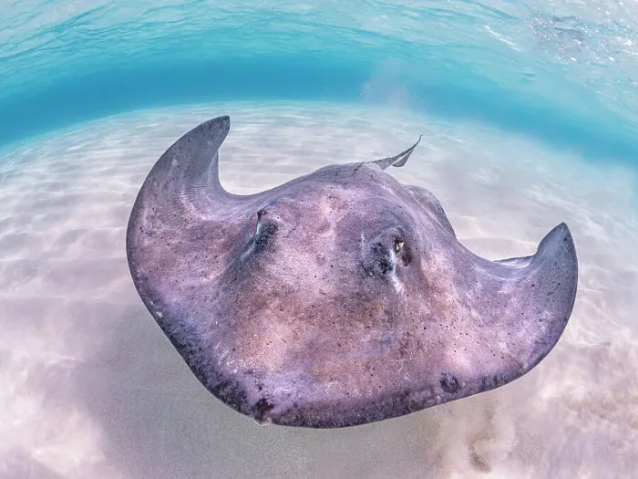 Framed Print : Southern Stingray (Hypanus americanus) at Stingray City in North Sound, Grand Cayman, Cayman Islands, British West Indies Framed Print : Southern Stingray (Hypanus americanus) at Stingray City in North Sound, Grand Cayman, Cayman Islands, British West Indies