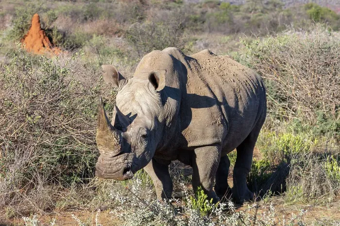 Framed Print : Southern White Rhinoceros, Okonjima Nature Reserve, Namibia, Africa Framed Print : Southern White Rhinoceros, Okonjima Nature Reserve, Namibia, Africa
