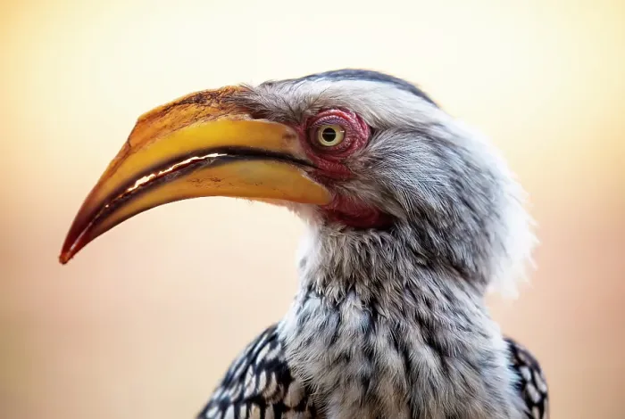 Framed Print : Southern yellow-billed hornbill, Zimanga Private Game Reserve, Natal, South Africa