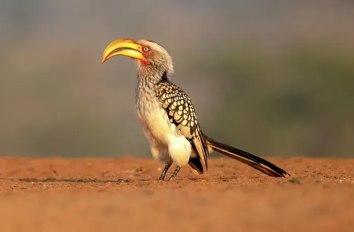 Framed Print : Southern yellow-billed hornbill, Zimanga Private Game Reserve, Natal, South Africa