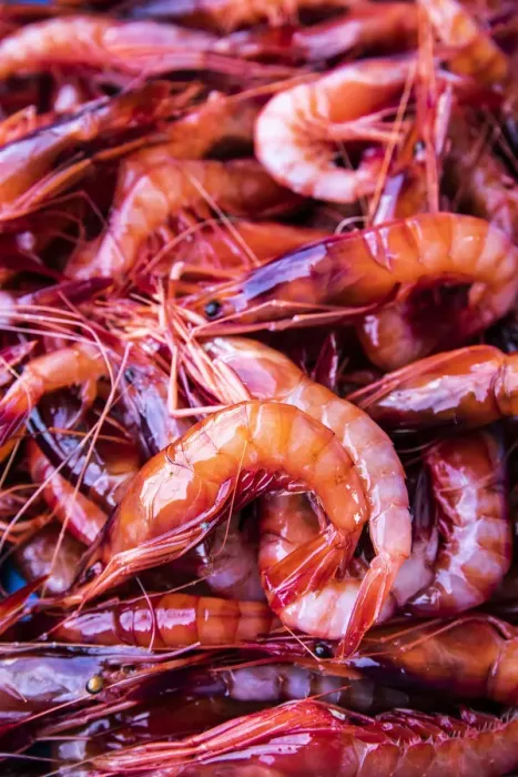 Framed Print : Spagna - Costa Brava - Food Joan Roca. Vaschetta di gamberi rossi appena pescati Framed Print : Spagna - Costa Brava - Food Joan Roca. Vaschetta di gamberi rossi appena pescati