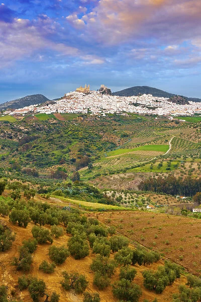 Spain, Andalucia, Cadiz province, Olvera, View over olive grove towards town