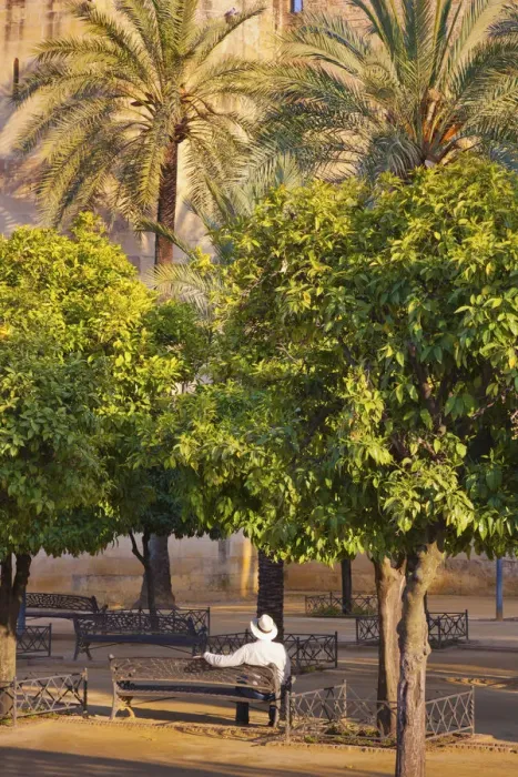 Framed Print : Spain, Andalucia, Cordoba, man sitting on bench under palmtrees (MR) Framed Print : Spain, Andalucia, Cordoba, man sitting on bench under palmtrees (MR)