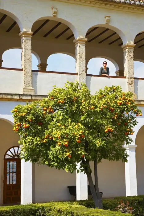 Framed Print : Spain, Andalucia, Granada, Alhambra. Woman looking out over orange tree (MR) Framed Print : Spain, Andalucia, Granada, Alhambra. Woman looking out over orange tree (MR)