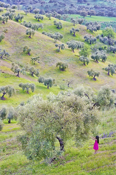 Spain, Andalucia, Granada province, girl in olive grove (MR)