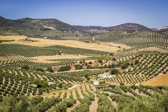 Framed Print : Spain, Andalucia. Olive Trees endless field in summer Framed Print : Spain, Andalucia. Olive Trees endless field in summer