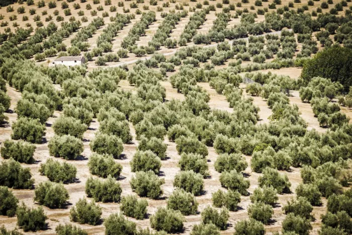 Framed Print : Spain, Andalucia. Olive Trees endless field in summer Framed Print : Spain, Andalucia. Olive Trees endless field in summer