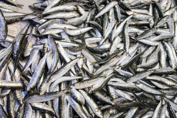 Framed Print : Spain, Andalusia, Malaga, Atarazanas Market, Sardines on sale Framed Print : Spain, Andalusia, Malaga, Atarazanas Market, Sardines on sale