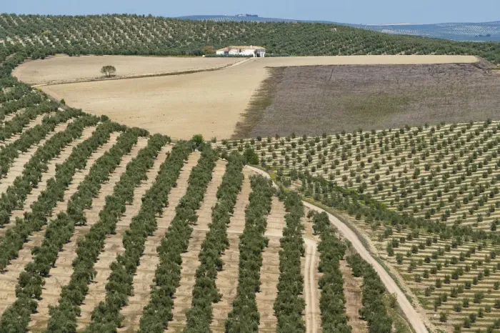 Framed Print : Spain, Andalusia, Olive grove Framed Print : Spain, Andalusia, Olive grove
