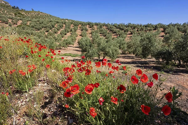 Spain, Andalusia, Olive grove, Poppies