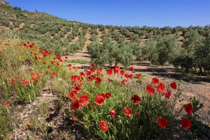 Framed Print : Spain, Andalusia, Olive grove, Poppies Framed Print : Spain, Andalusia, Olive grove, Poppies
