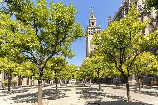 Spain, Andalusia, Seville. Patio de los Naranjos in the cathedral and Giralda tower