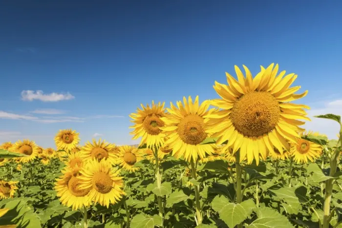 Framed Print : Spain, Andalusia, Seville, Sunflower fields Framed Print : Spain, Andalusia, Seville, Sunflower fields