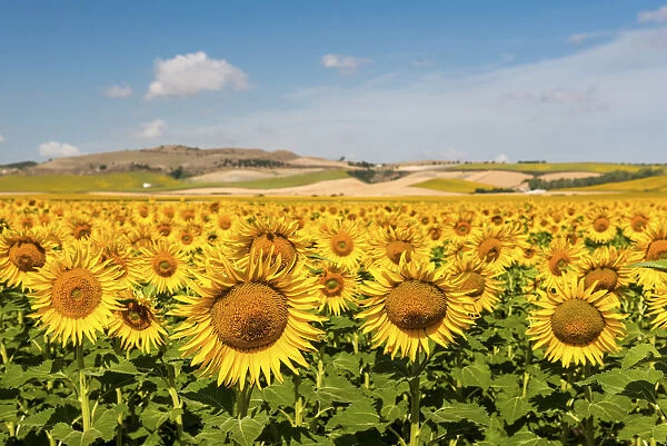 Spain, Andalusia, Seville. Sunflower fields outside of Seville