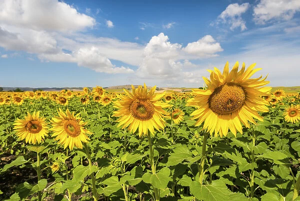 Spain, Andalusia, Seville, Sunflower fields