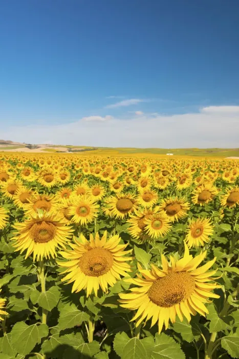 Framed Print : Spain, Andalusia, Seville, Sunflower fields Framed Print : Spain, Andalusia, Seville, Sunflower fields