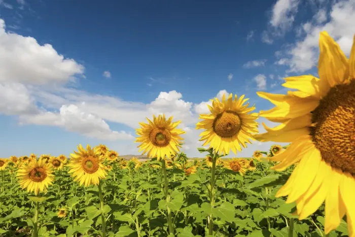 Framed Print : Spain, Andalusia, Seville. Sunflower fields outside of Seville Framed Print : Spain, Andalusia, Seville. Sunflower fields outside of Seville