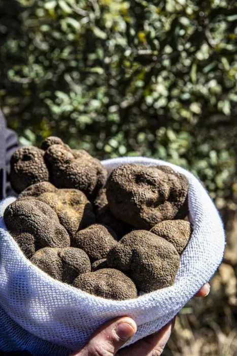 Framed Print : Spain, Aragon, Cantavieja, Bag of black truffles Framed Print : Spain, Aragon, Cantavieja, Bag of black truffles