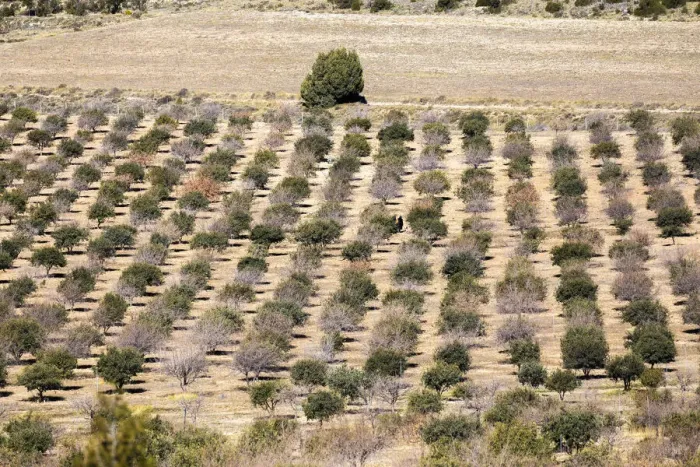 Framed Print : Spain, Aragon, Mora de Rubielos, Cultivation of truffles in the area of Mora de Rubielos Framed Print : Spain, Aragon, Mora de Rubielos, Cultivation of truffles in the area of Mora de Rubielos