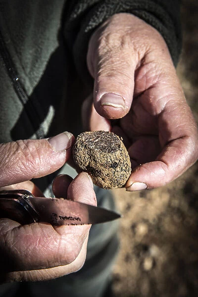 Spain, Aragon, Mora de Rubielos, Truffle hunter shows a section of a black truffle