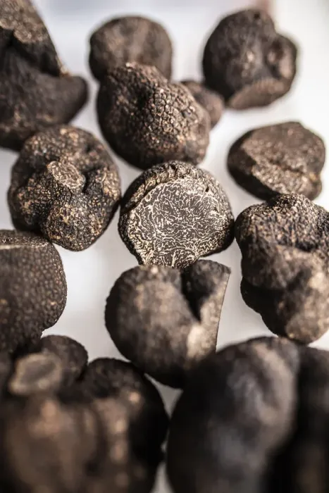 Framed Print : Spain, Aragon, Sarriaon, Black truffles (Tuber Melanosporum Framed Print : Spain, Aragon, Sarriaon, Black truffles (Tuber Melanosporum