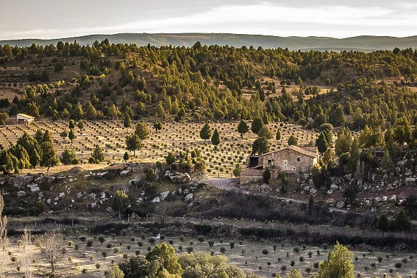 Spain, Aragon, Valbona, Truffle cultivation in the Masaia Rio Pilas estate