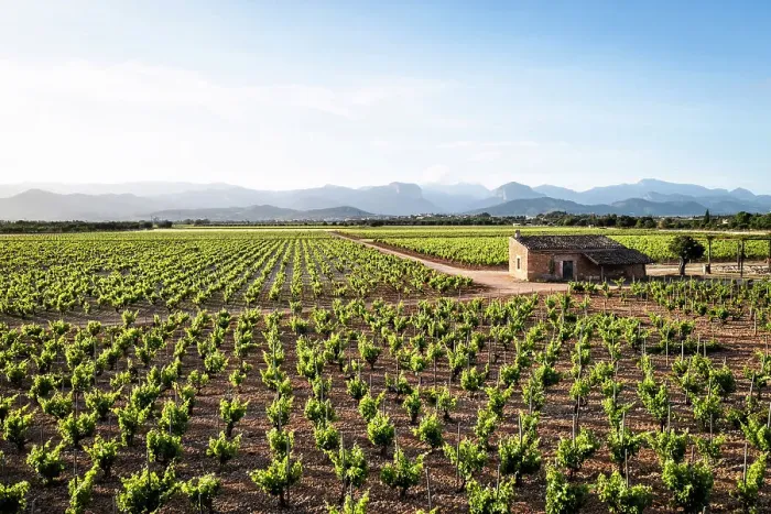Framed Print : Spain, Balearic Islands, Mallorca, Consell, Elevated view of the vineyards of the Ribas winery