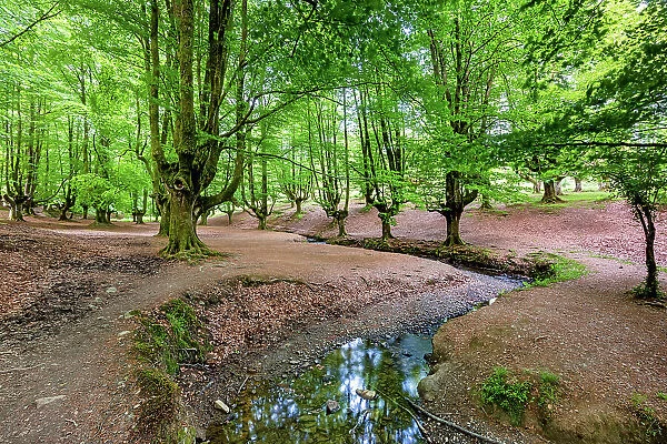 Spain, Basque Country, Otzarreta Beech forest, Natural Park