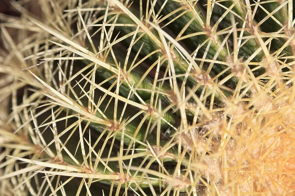 Spain, Canary Islands, Fuerteventura, Historic Betancuria town, detail of wild cactus