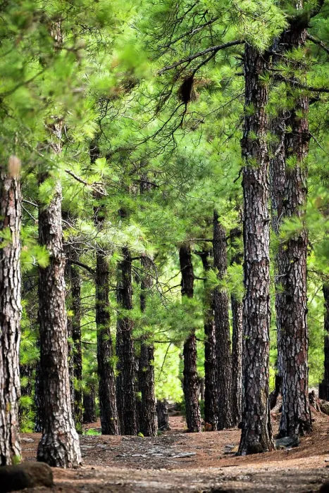 Framed Print : Spain, Canary Islands, La Palma, El Paso, Forest on the Llano de las Cuevas Framed Print : Spain, Canary Islands, La Palma, El Paso, Forest on the Llano de las Cuevas